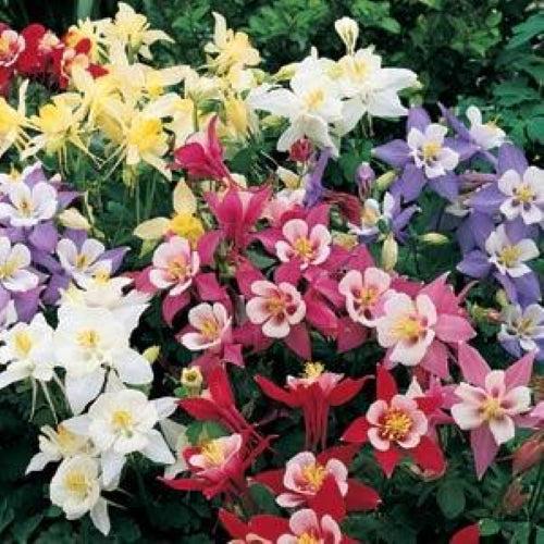 Aquilegia hybrida 'Origami Mix' ~ Origami™ Mix Columbine-ServeScape