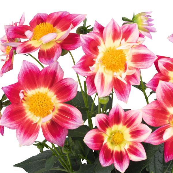 Dahlia 'Summer Bees Red Bicolor' ~ Summer Bees Red Bicolor Dahlia-ServeScape