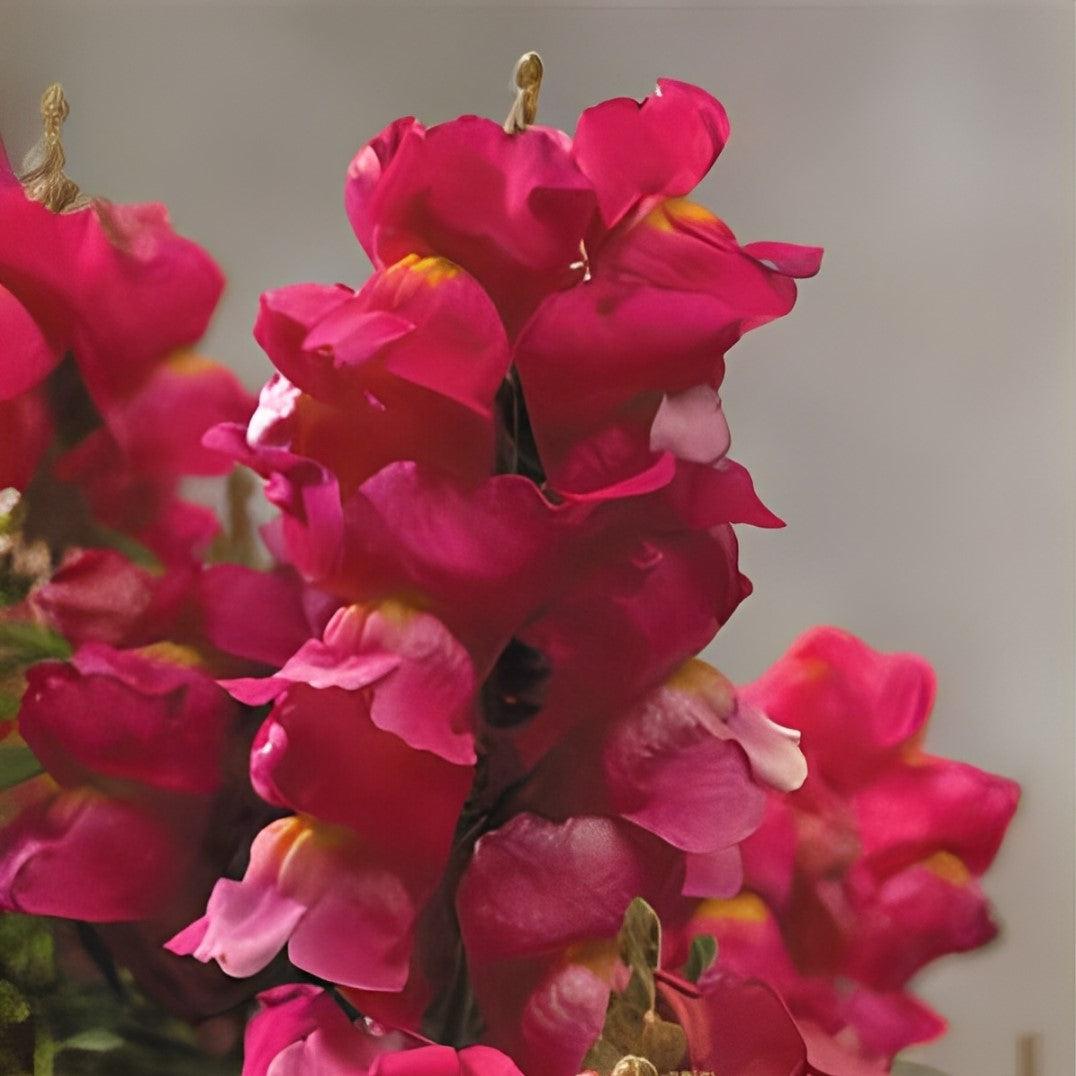 Antirrhinum majus 'Floral Showers Rose Pink' ~ Floral Showers™ Rose Pink Snapdragon-ServeScape