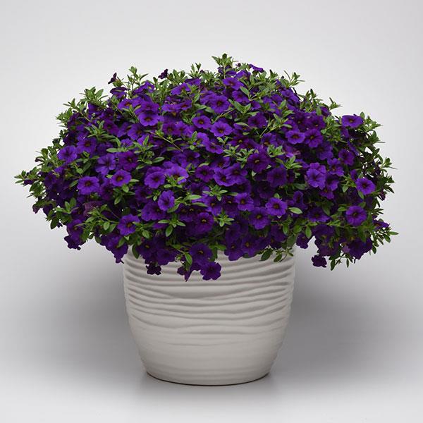 Calibrachoa hybrid 'Balcabightlu' ~ Cabaret® Midnight Blue Calibrachoa-ServeScape