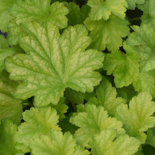 Heuchera x villosa ‘Balcarnlest’ ~ Carnival Lime Zest Coral Bells-ServeScape