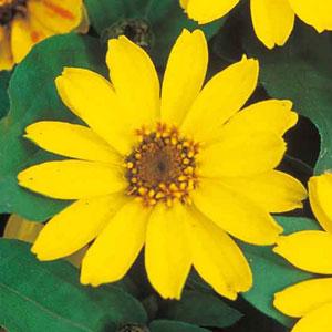 Zinnia grandiflora ‘Profusion Yellow’ ~ Profusion Yellow Zinnia-ServeScape