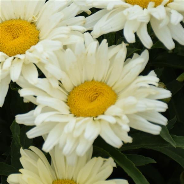 Leucanthemum x superbum 'Seventh Heaven' ~ Seventh Heaven Shasta Daisy-ServeScape