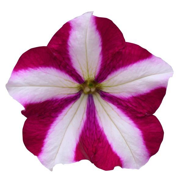 Petunia x 'PAS760702' ~ Easy Wave® Burgundy Star Spreading Petunia-ServeScape