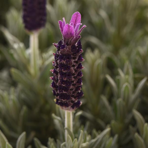 Lavandula stoechas 'Anouk Deluxe 16115' ~ Purple Flare Spanish Lavender-ServeScape