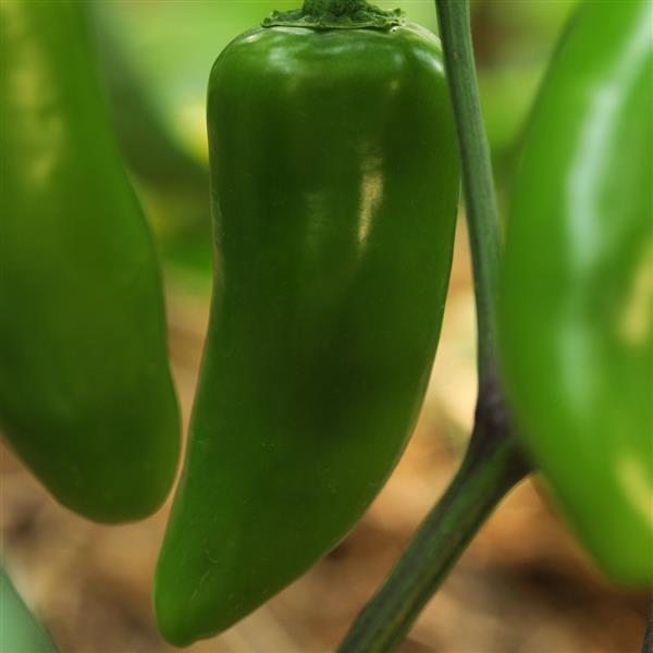 Capsicum annuum 'Jalapeno Gigante II' ~ Jalapeno Gigante II Pepper-ServeScape