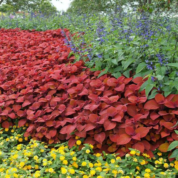 Solenostemon scutellarioides 'UF12-22-1’ ~ ChargedUp™ Campfire Coleus-ServeScape