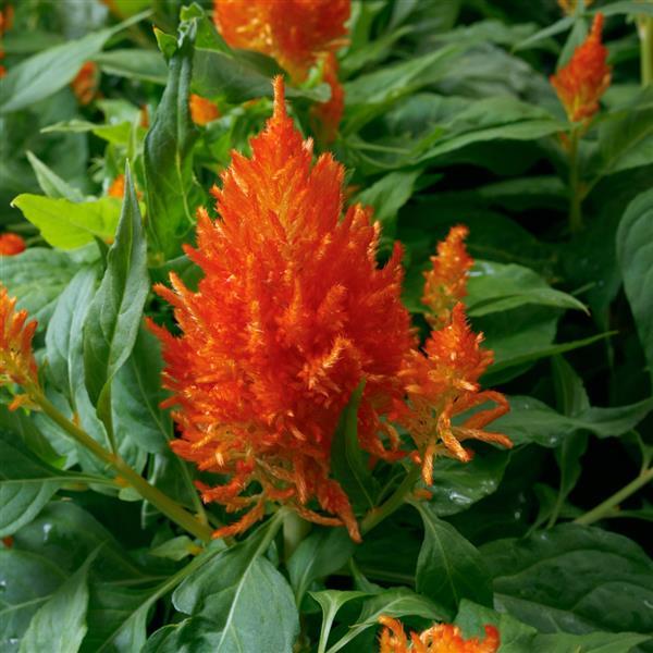 Celosia plumosa 'Flamma Orange' ~ Flamma Orange Celosia-ServeScape