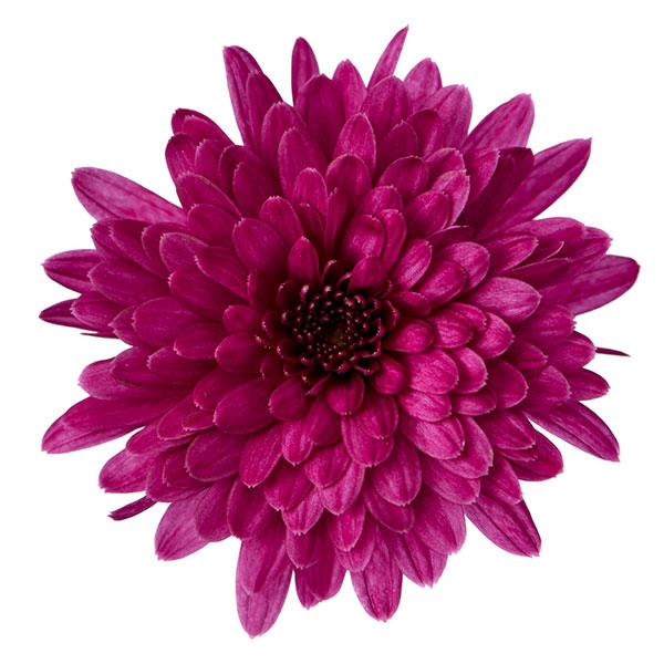 Chrysanthemum x morifolium 'Morgana Purple' ~ Morgana Purple Mum-ServeScape