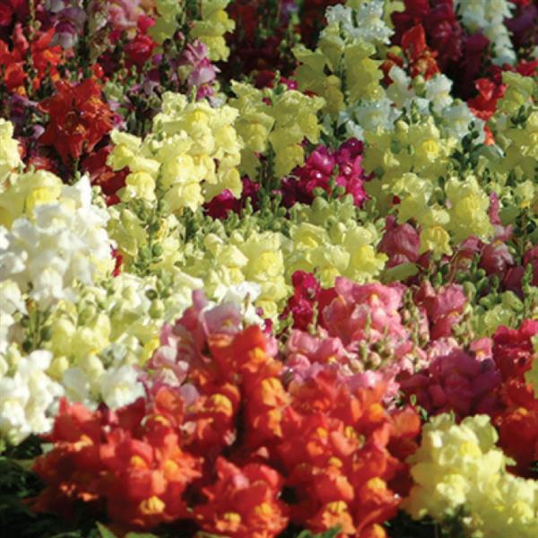 Antirrhinum majus 'Snapshot Mix' ~ Snapshot™ Mix Snapdragon-ServeScape