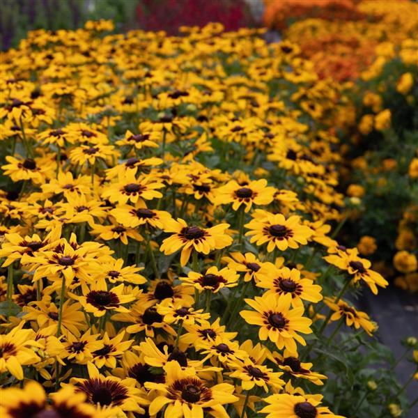 Rudbeckia hirta 'Pawnee Spirit' ~ Pawnee Spirit Black-Eyed Susan-ServeScape