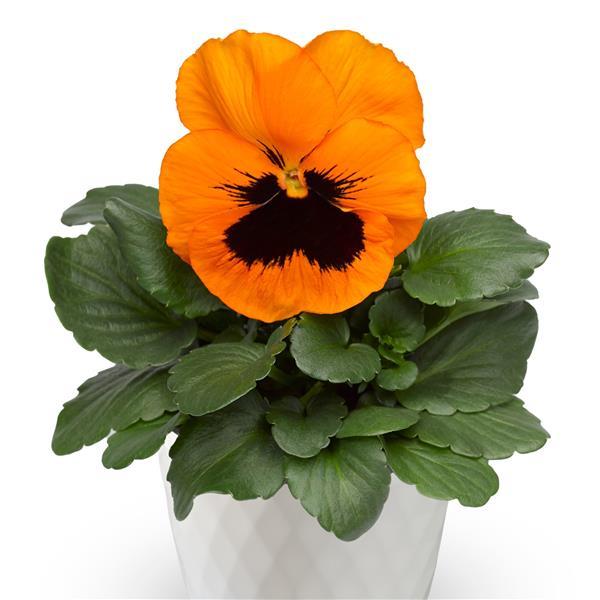 Viola x wittrockiana 'Select Orange Blotch' ~ Select Orange Blotch Pansy-ServeScape