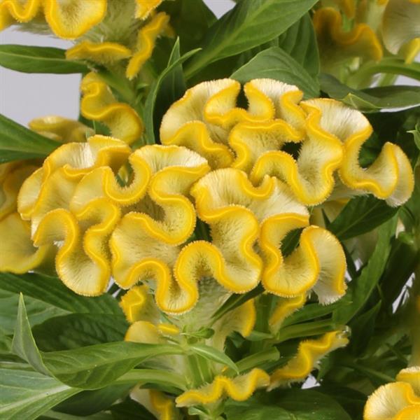 Celosia cristata 'Twisted Yellow' ~ Twisted Yellow Celosia-ServeScape