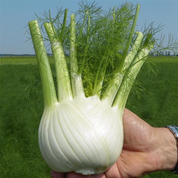 Foeniculum vulgare 'Dragon' ~ Dragon Fennel-ServeScape
