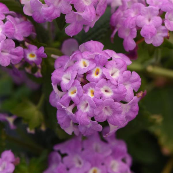 Lantana montevidensis 'Purple Falls' ~ Purple Falls Lantana-ServeScape