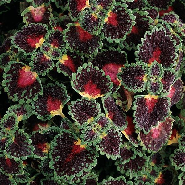 Solenostemon scutellarioides 'Kakegawa CE1’ ~ Lava™ Rose Coleus-ServeScape