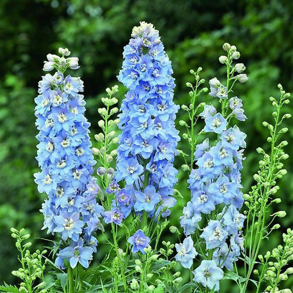 Delphinium 'M.F. Sky Blue' ~ Magic Fountain Sky Blue White Bee Delphinium-ServeScape