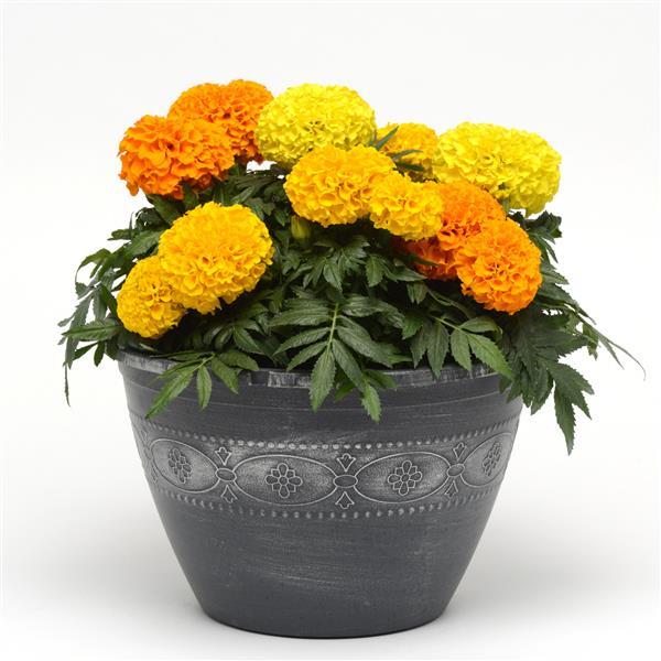 Tagetes erecta 'Taishan Mix' ~ Taishan® Mix African Marigold-ServeScape