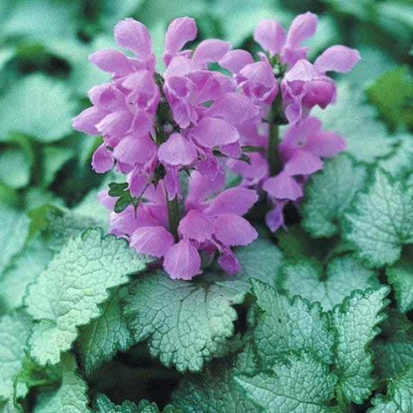 Lamium maculatum 'Orchid Frost' ~ Orchid Frost Deadnettle-ServeScape