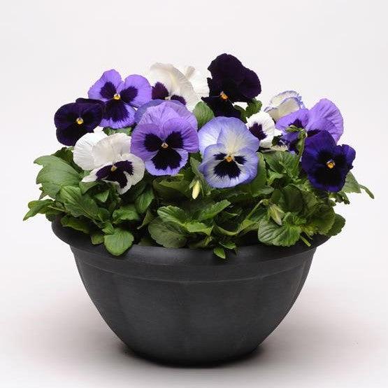 Viola x wittrockiana 'Matrix Ocean Breeze Mix' ~ Matrix® Ocean Breeze Mix Pansy-ServeScape