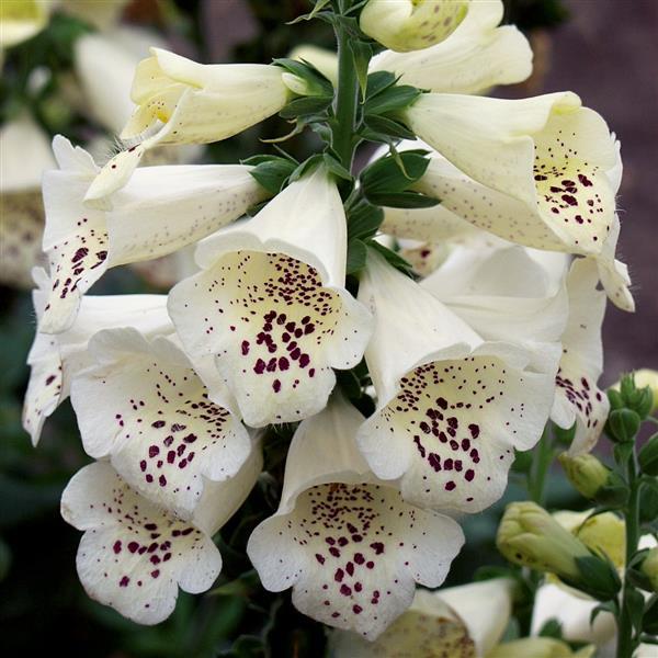 Digitalis 'Camelot Cream' ~ Camelot Cream Foxglove-ServeScape