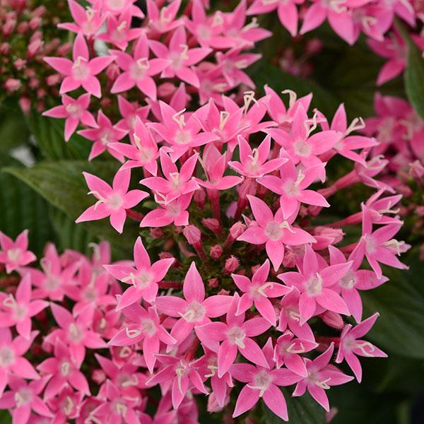 Pentas lanceolata 'Lucky Star Deep Pink' ~ Lucky Star® Deep Pink Star Flower-ServeScape