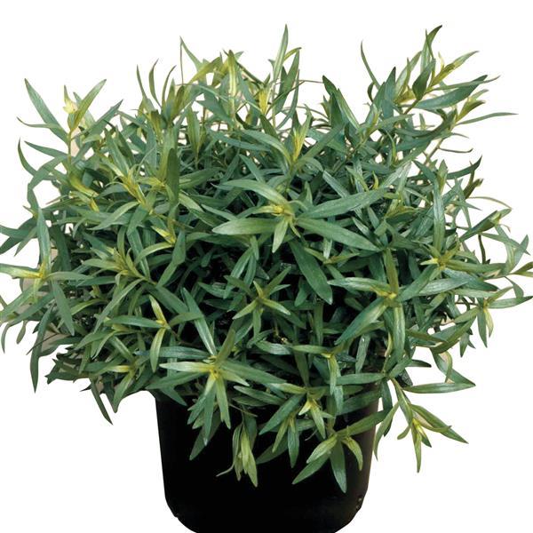Artemisia dracunculus sativa ~ French Tarragon-ServeScape