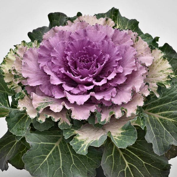 Brassica oleracea (Acephala Group) 'Osaka Pink' ~ Osaka Pink Ornamental Cabbage-ServeScape