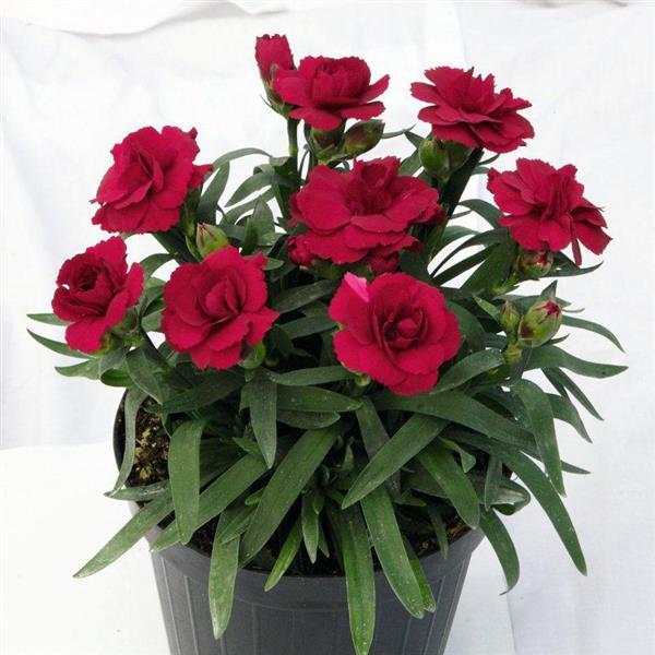 Dianthus caryophyllus 'KLEDP11108' ~ Oscar® Dark Red Dianthus-ServeScape