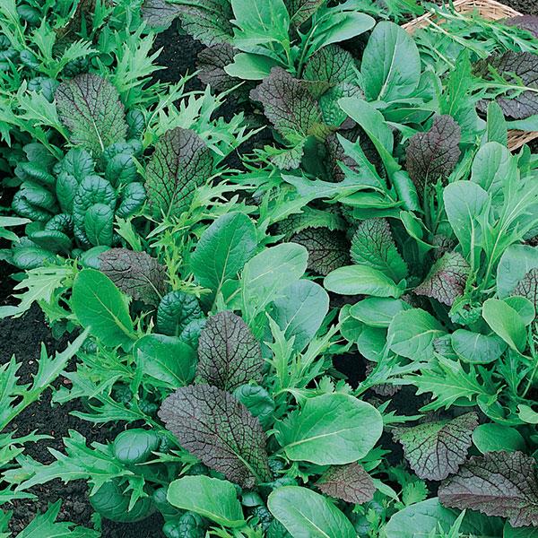 Lactuca sativa ~ Mesclun Blend Lettuces-ServeScape