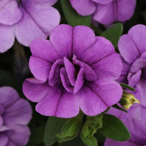 Calibrachoa hybrida 'KLECA09208' ~ MiniFamous® Neo Double Amethyst Calibrachoa-ServeScape