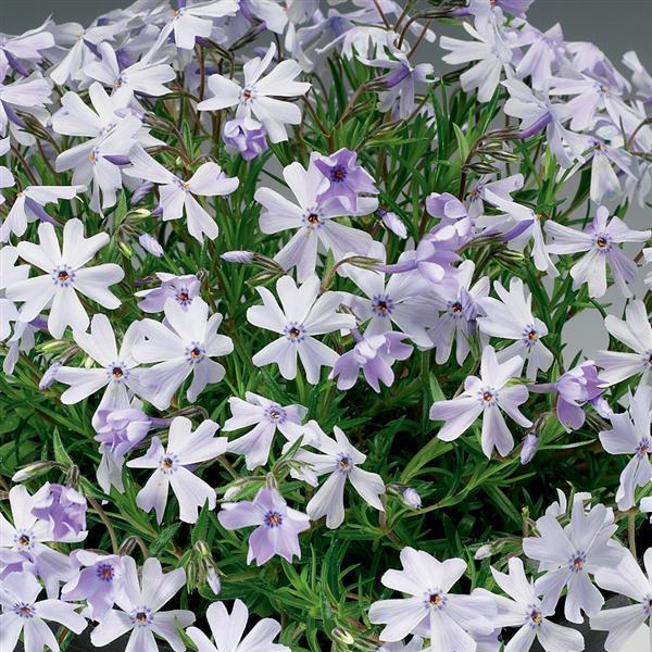 Phlox subulata 'Emerald Cushion Blue' ~ Emerald Cushion Blue Creeping Phlox-ServeScape