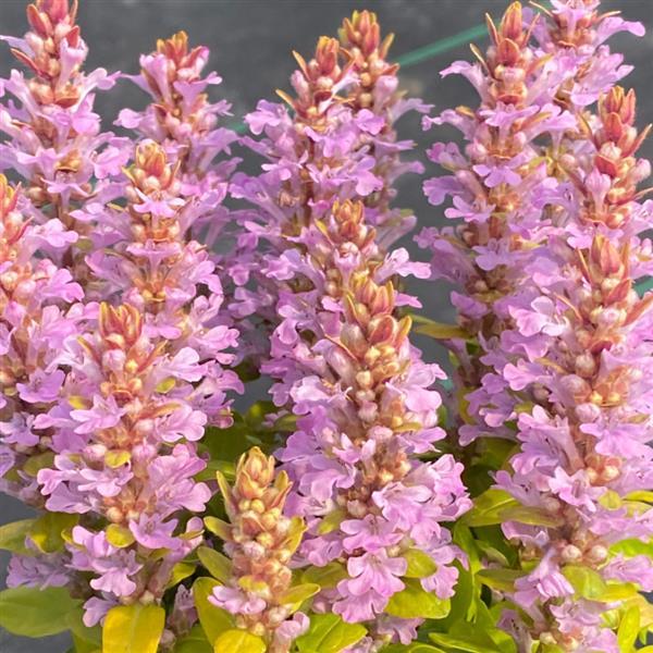Ajuga reptans 'Raspberry Wren' ~ Feathered Friends™ Raspberry Wren Bugleweed-ServeScape