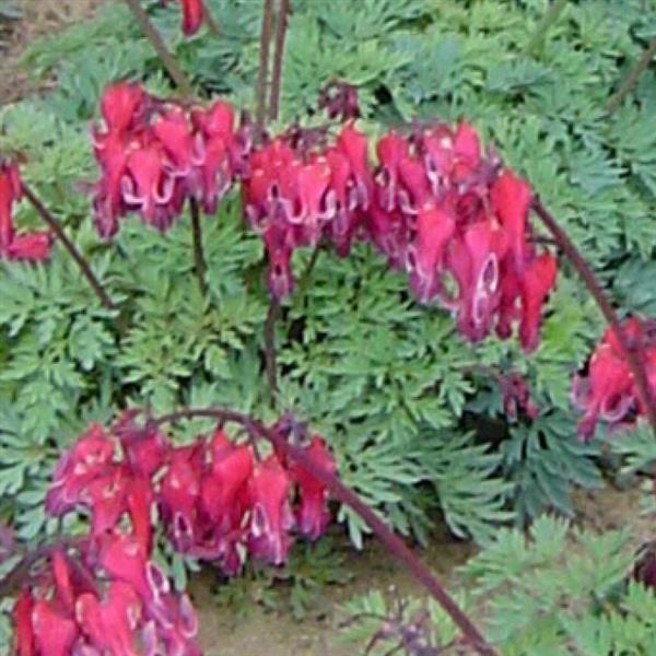 Dicentra 'Red Fountain' ~ Red Fountain Bleeding Heart-ServeScape