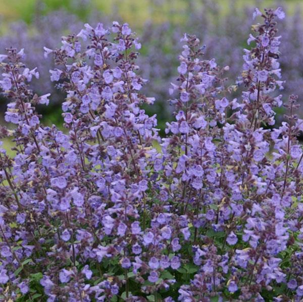 Nepeta faassenii 'Kitten Around' ~ Kitten Aware Catmint-ServeScape