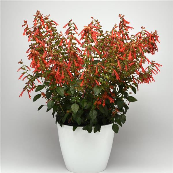 Salvia splendens 'HYBSV18020' ~ Skyscraper™ Orange Autumn Sage-ServeScape