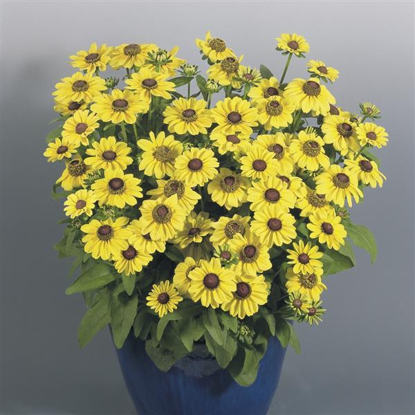 Rudbeckia hirta 'Toto Lemon' ~ Toto® Lemon Black-Eyed Susan-ServeScape