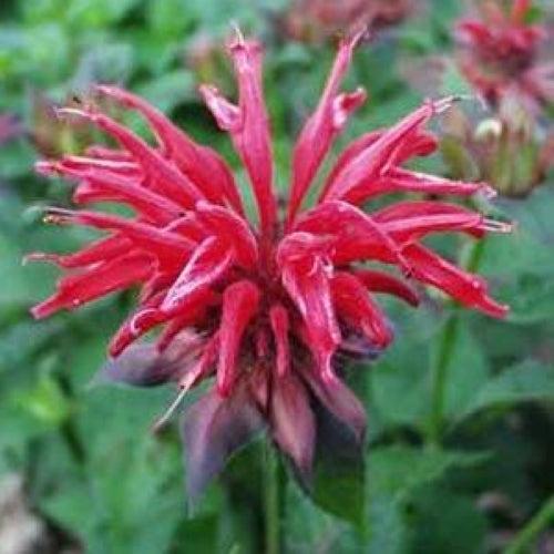 Monarda 'Cambridge Scarlet' ~ Cambridge Scarlet Bee Balm-ServeScape