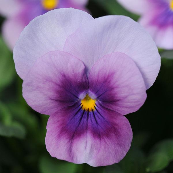 Viola cornuta 'PAS733560' ~ Sorbet® Orchid Rose Beacon Viola-ServeScape