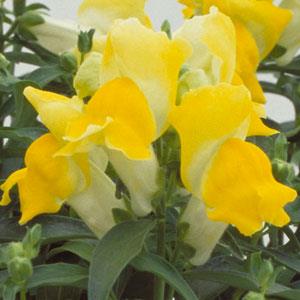 Antirrhinum majus 'Floral Showers Yellow' ~ Floral Showers™ Yellow Snapdragon-ServeScape