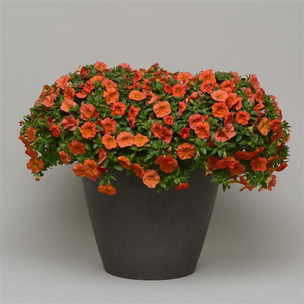 Calibrachoa hybrid 'Balcaborim' ~ Cabaret® Orange Improved Calibrachoa-ServeScape