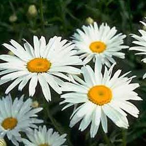 Leucanthemum x superbum 'Alaska' ~ Alaska Shasta Daisy-ServeScape