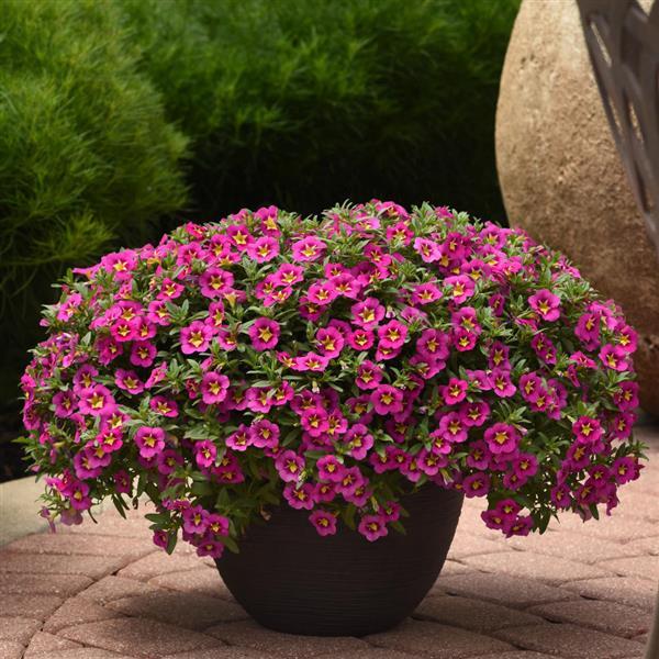 Calibrachoa hybrid 'Balumotink' ~ Bumble Bee™ Hot Pink Calibrachoa-ServeScape