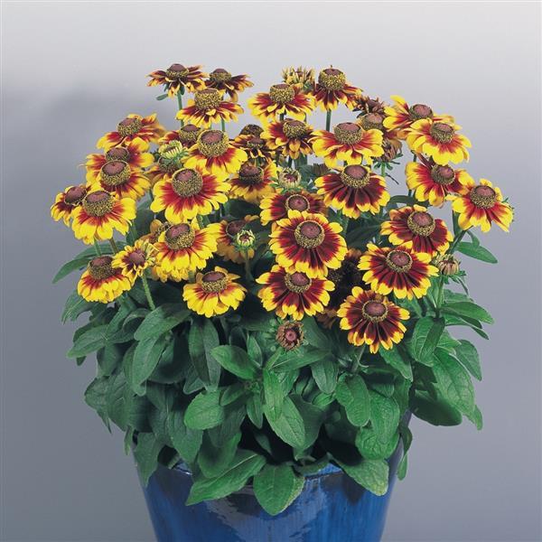 Rudbeckia hirta 'Toto Rustic' ~ Toto® Rustic Black-Eyed Susan-ServeScape