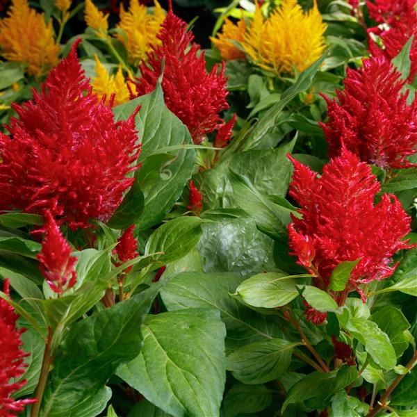Celosia plumosa 'Flamma Mix' ~ Flamma Mix Celosia-ServeScape