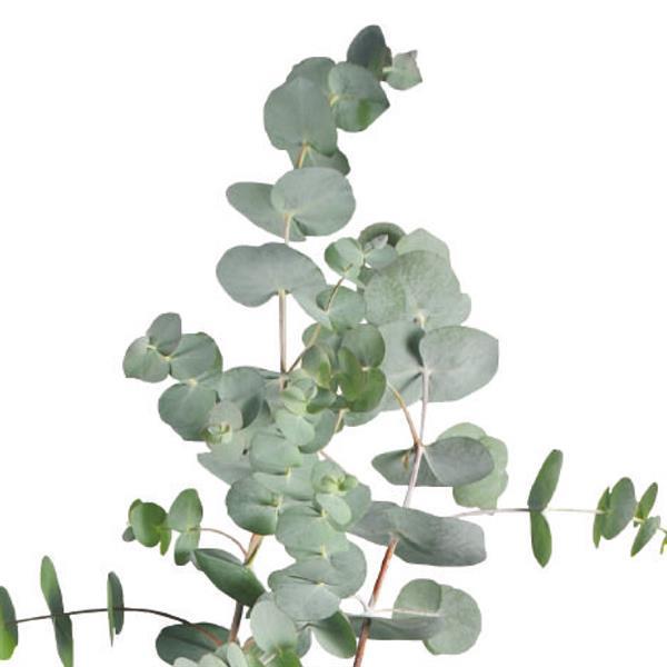 Eucalyptus pulverulenta 'Baby Blue' ~ Baby Blue Eucalyptus-ServeScape