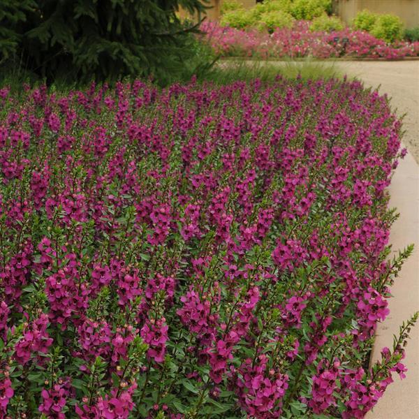Angelonia angustifolia 'Balarcaspim' ~ Archangel™ Raspberry Summer Snapdragon-ServeScape