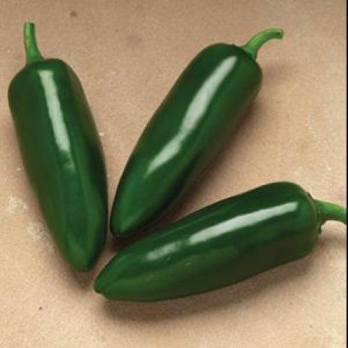 Capsicum annuum 'Jalafuego' ~ Jalafuego Pepper-ServeScape