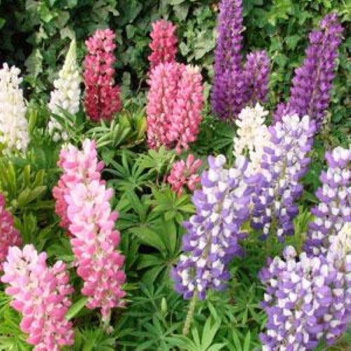 Lupinus 'Mini Gallery Mix' ~ Mini Gallery Mix Lupine-ServeScape