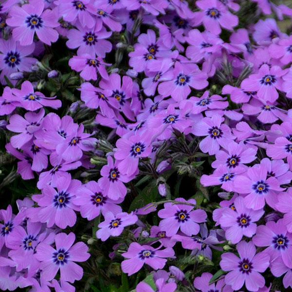 Phlox subulata 'Eye Shadow' ~ Eye Shadow Creeping Phlox-ServeScape